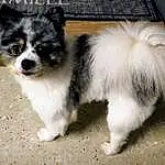 Chien, Carnivore, Race de chien, Chien de compagnie, Toy Dog, Moustaches, Museau, Queue, Poil, Working Animal, Canidae, Working Dog, Terrestrial Animal, Non-sporting Group, Ancient Dog Breeds