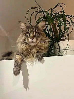 Nom Maine Coon Chat Rocco