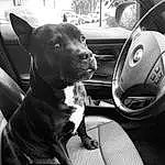 Chien, Canidae, Race de chien, Car, Vehicle, Museau, Carnivore, Bull And Terrier, Steering Wheel, Non-sporting Group, Auto Part, Bull Terrier, Terrier